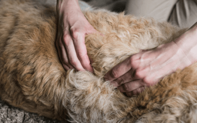 L’ostéopathie canine et les troubles digestifs