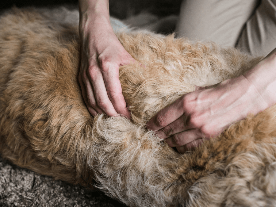 L’ostéopathie canine et les troubles digestifs